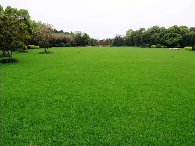 Aplicarea betainei în plante (sănătoase)