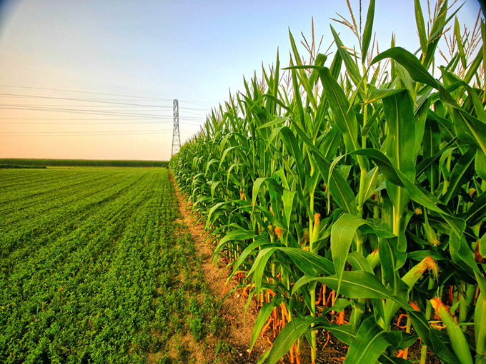 Mecanismul betainei în agricultură (sănătos)