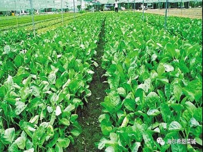 BETAINA POATE ÎMBUNĂTĂȚI PRODUCȚIA AGRICOLĂ