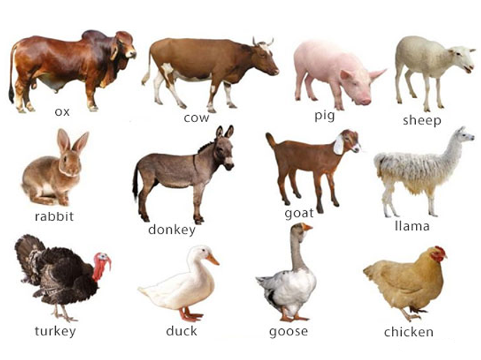 Efectele betainei asupra creșterii animalelor (sănătoase)