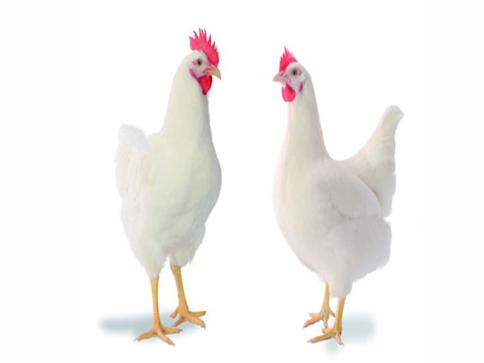 BETAINA POATE PROTEJA ÎMPOTRIVA COCCIDIOZEI ȘI VITAMINELE