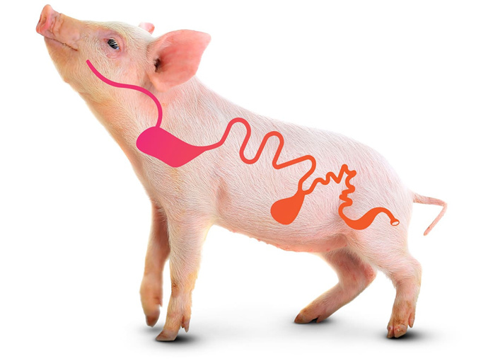 Care este utilizarea betainei la porci