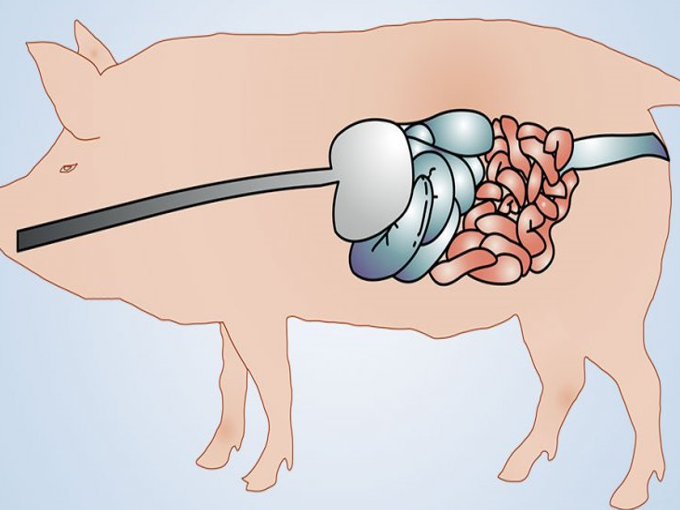 Cum este betaina benefică pentru intestinul porcului