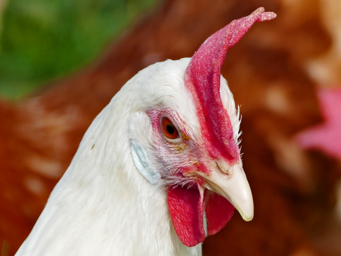 Mecanismul metabolismului metilului de către betaină la păsările de curte (sănătos)
