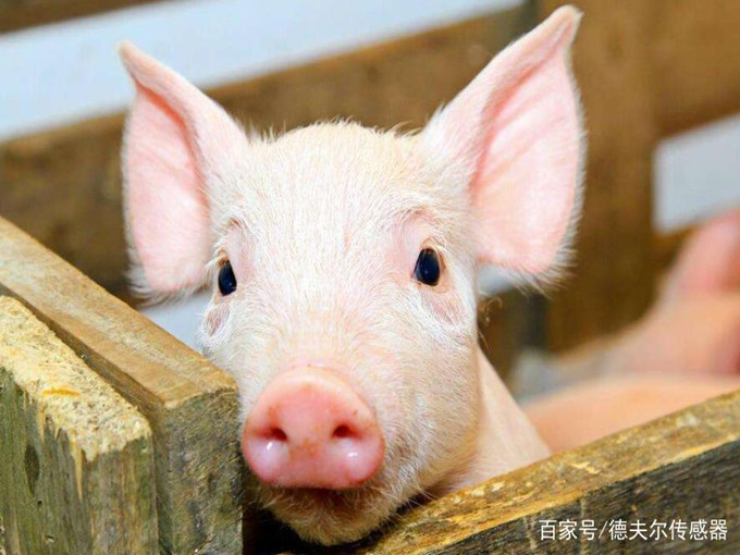 Efectele nutriționale ale betainei asupra animalelor