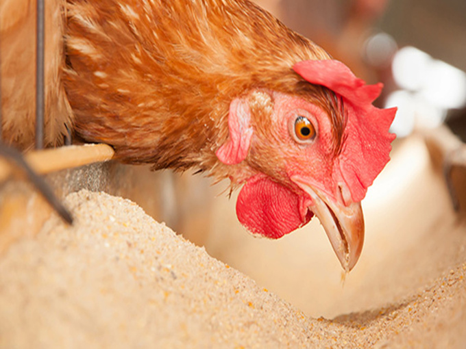 Beneficiile clorurii de colină adăugate în hrana animalelor